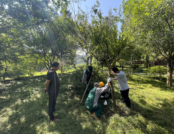 古建筑白蟻防治案例